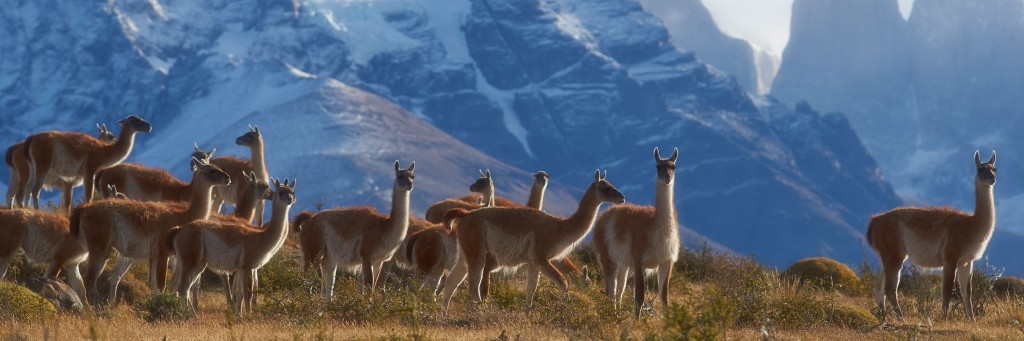 chile-llamas-torres-del-paine